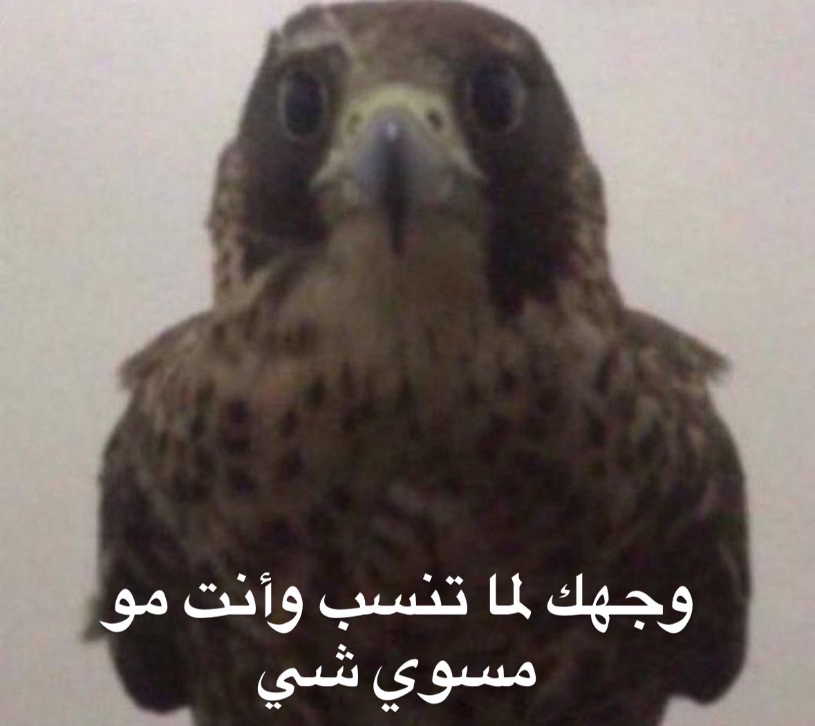 صِّـ青春よ永遠に tweet media