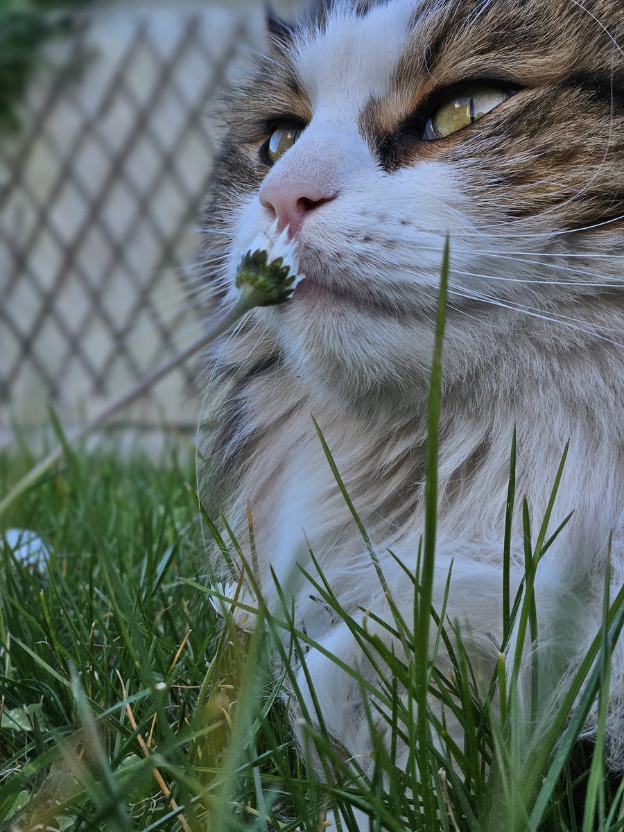 🐈🐈‍⬛ tweet media