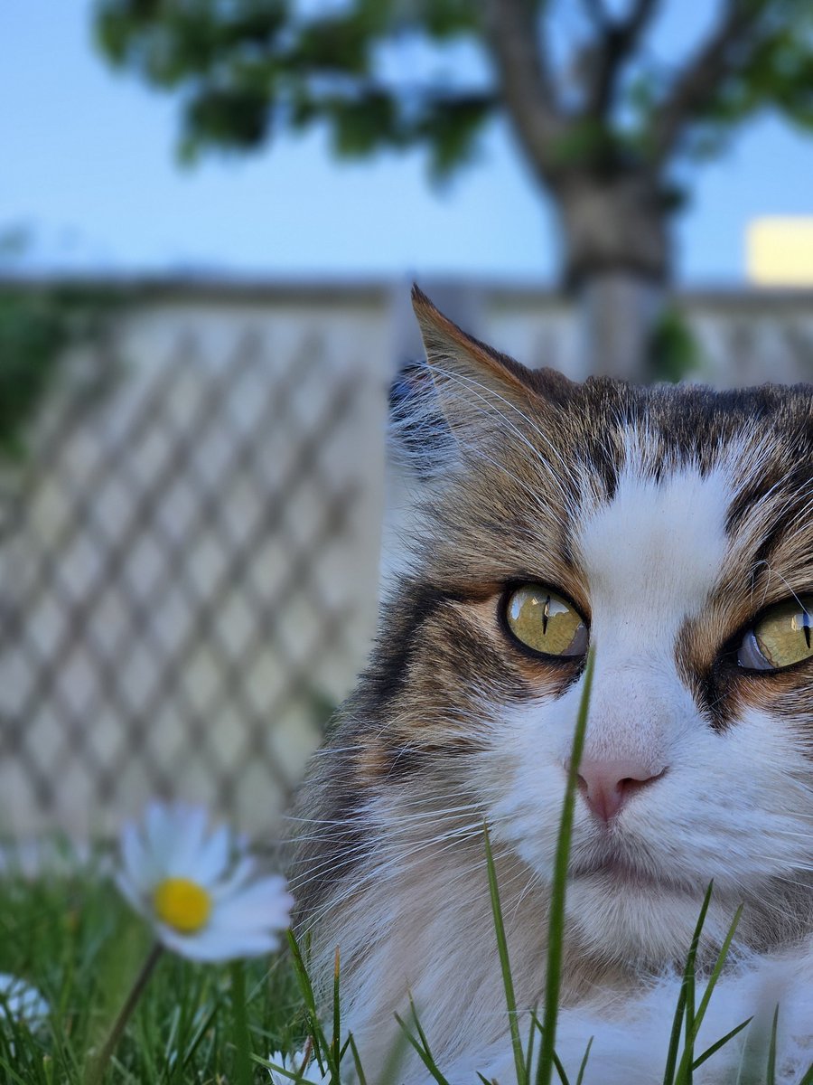 🐈🐈‍⬛ tweet media