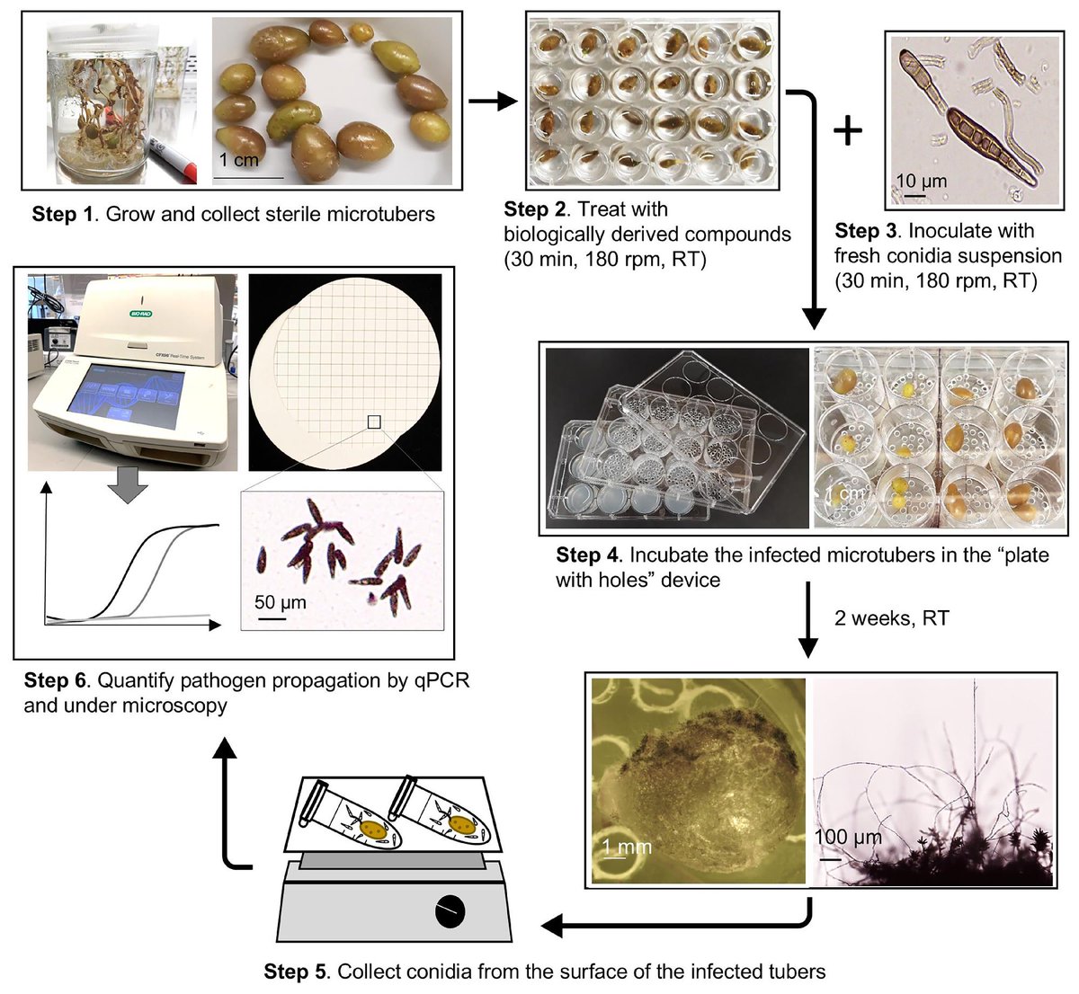 To reduce reliance on the use of synthetic fungicides for managing silver scurf on potato micro- and minitubers, Natalia Moroz et al. evaluated a range of biologically derived compounds for their in vitro potential to suppress #Helminthosporium solani: doi.org/10.1094/PHP-07…