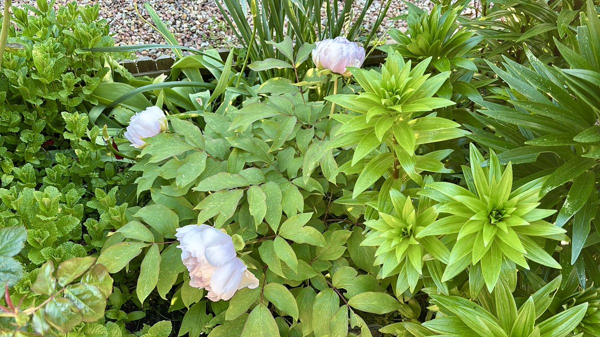 Mustang 🐻💫 Shelby 🐻 et Viking 🧸 tweet media