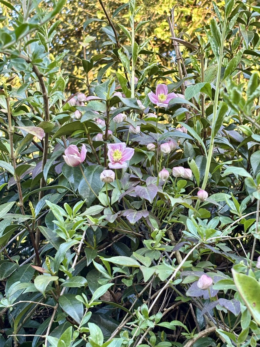 Mustang 🐻💫 Shelby 🐻 et Viking 🧸 tweet media