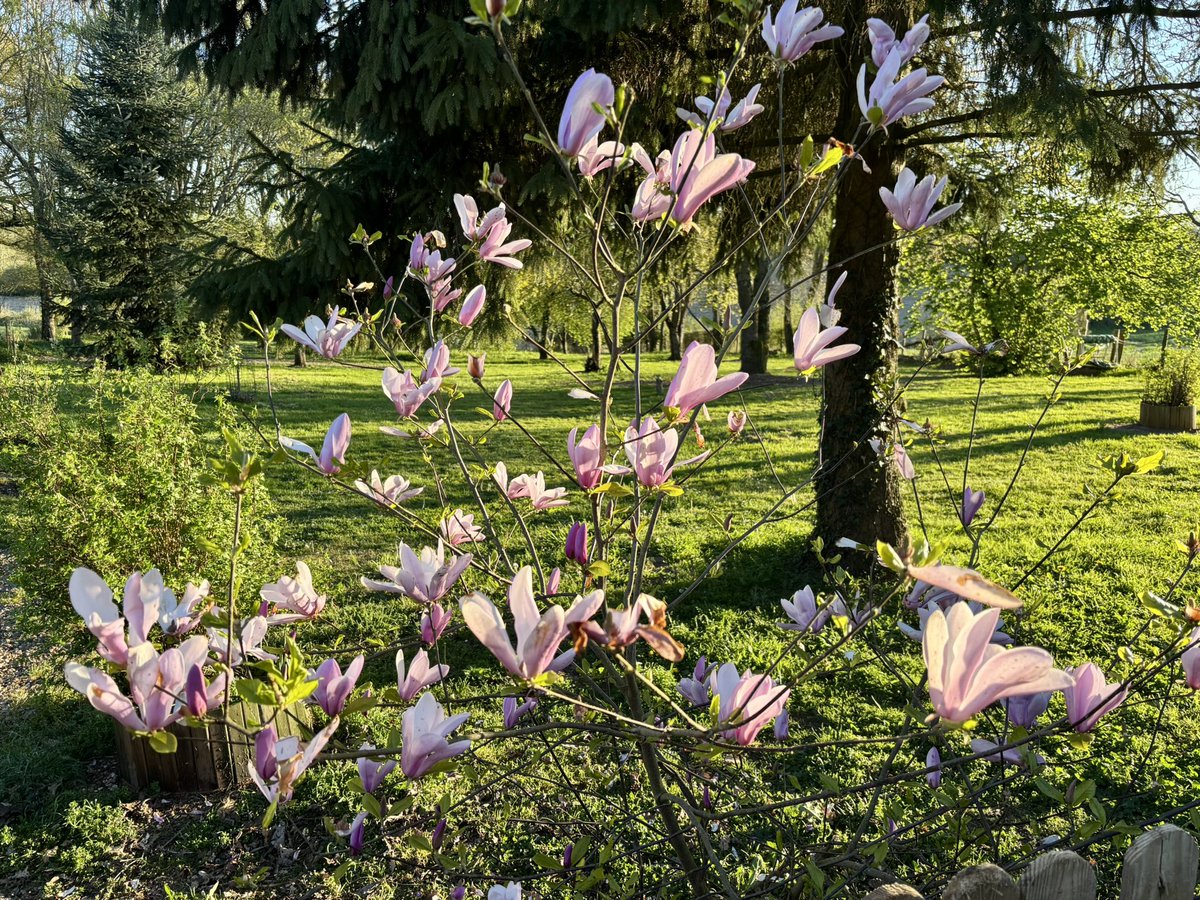 Mustang 🐻💫 Shelby 🐻 et Viking 🧸 tweet media