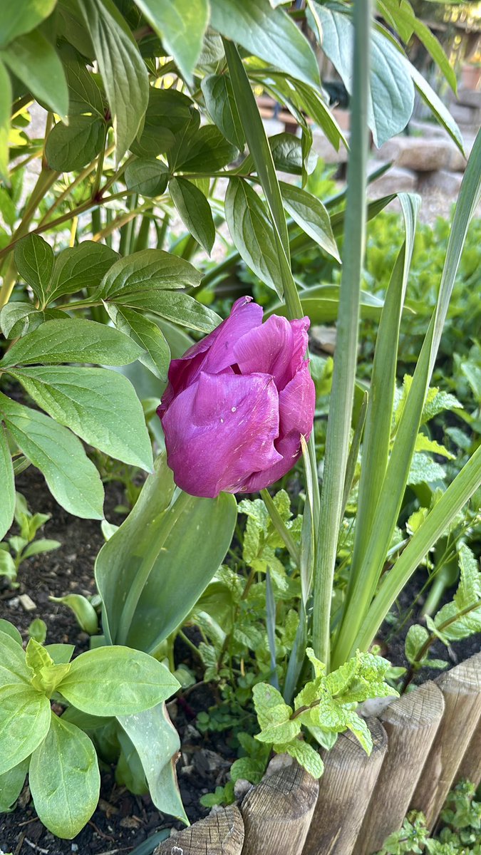 Mustang 🐻💫 Shelby 🐻 et Viking 🧸 tweet media