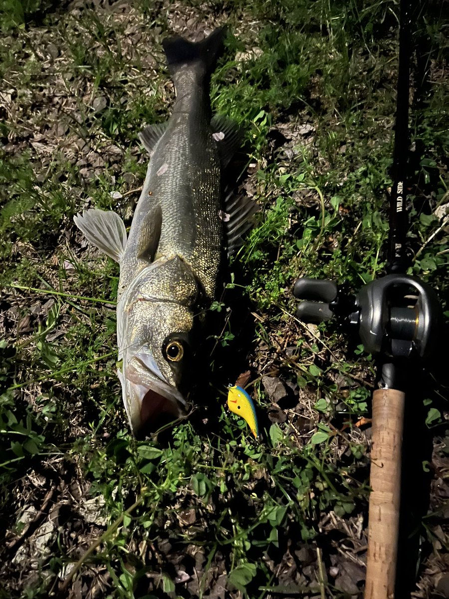 けんぴー　9.5F Lures tweet media