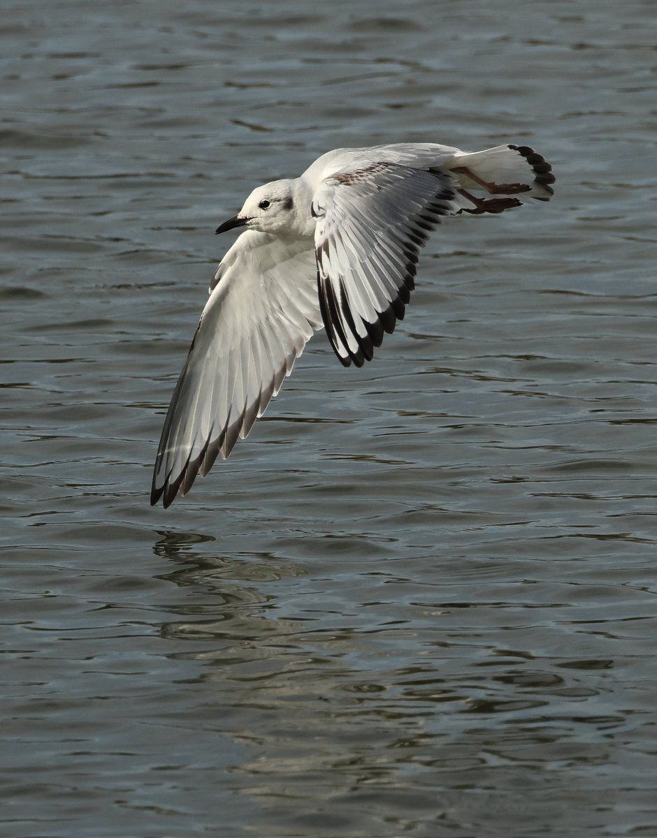 SimonJSlade's tweet photo. Having missed the Bonaparte's gull when it first visited Myerscough, I was really pleased to see it this afternoon.  Showed beautifully in the spring sunshine. https://t.co/b2kLoLEbQ4