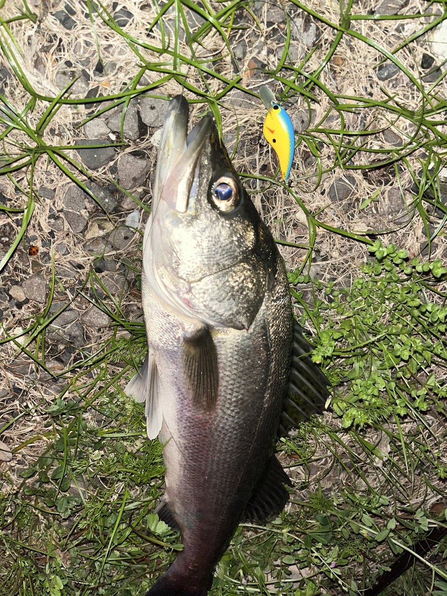 けんぴー　9.5F Lures tweet media