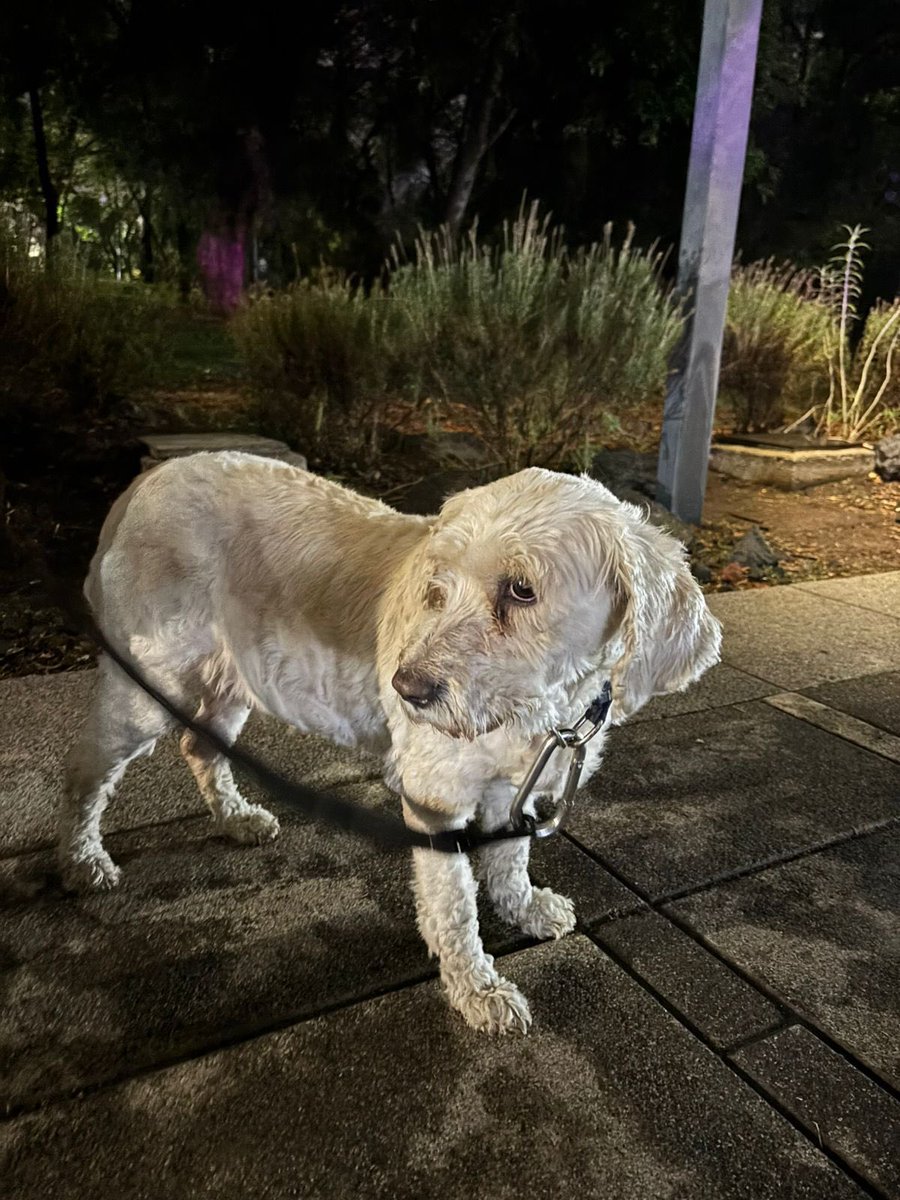 Lomas Chapultepec tweet media