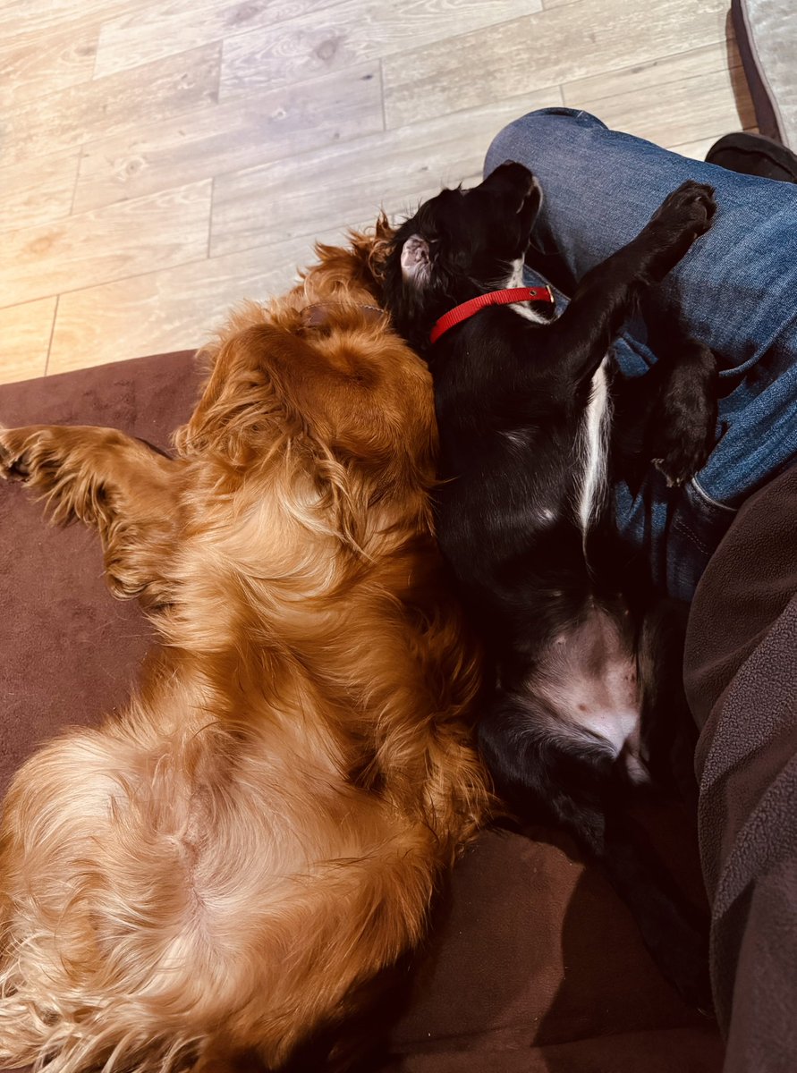 JJStan's tweet photo. Apparently we are now spaniel owners!!

It’s a tough life being a dog at our house! 🐶🐶🐶 https://t.co/Q1AwWkZkTk