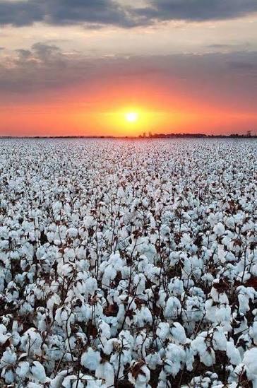 Perky Pat tweet media