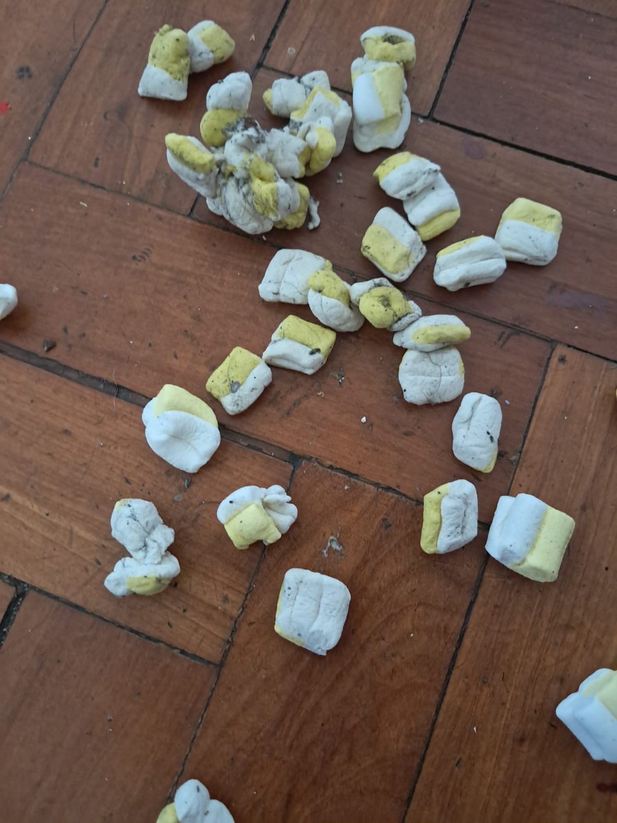 isinha viu a chappell! 🇵🇸 tweet media