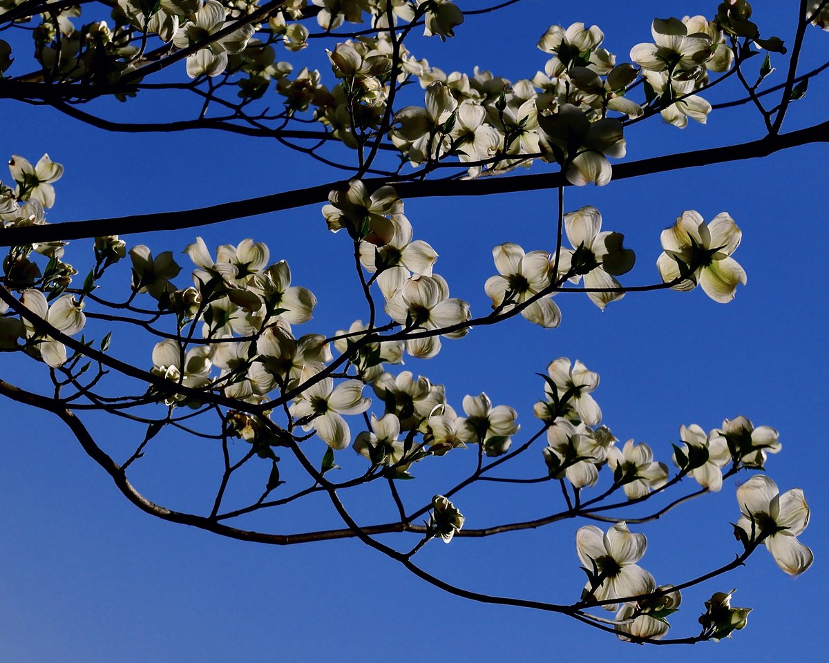 anisja rossi tweet media