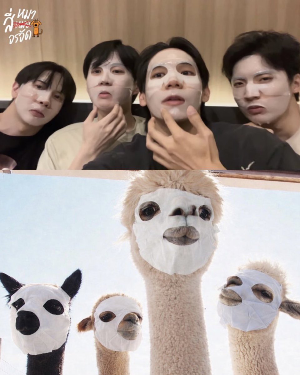 อาลอม | 🐻 🧳 tweet media