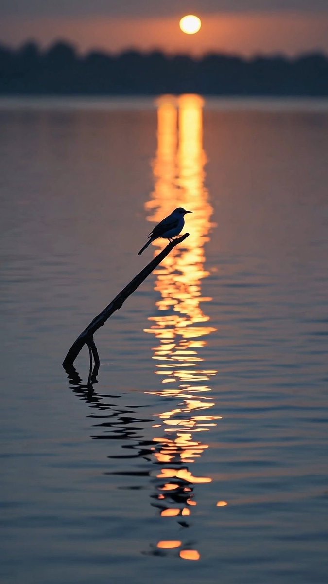 𝓜𝓮𝓱𝓻𝓲💫 tweet media