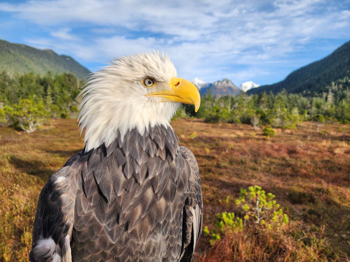 Alaska Raptor Center tweet media