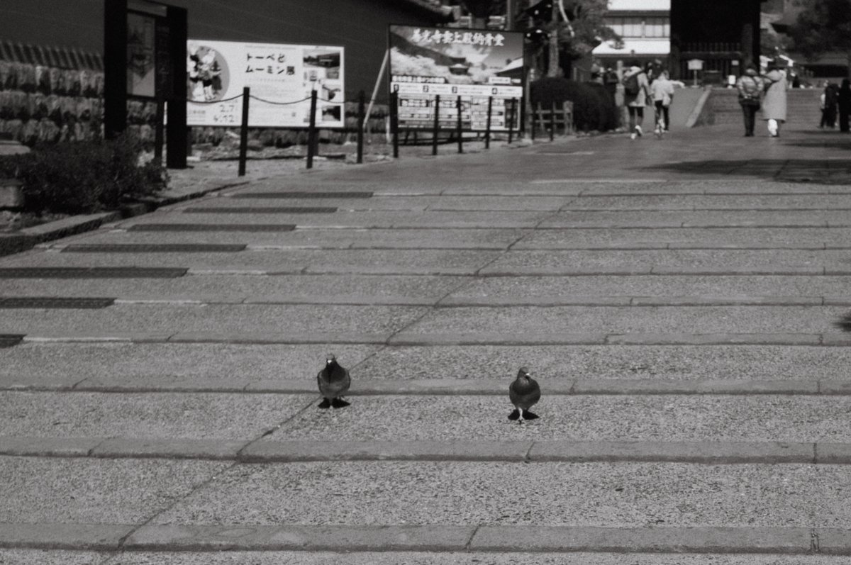 LumRose(通称らむ) tweet media