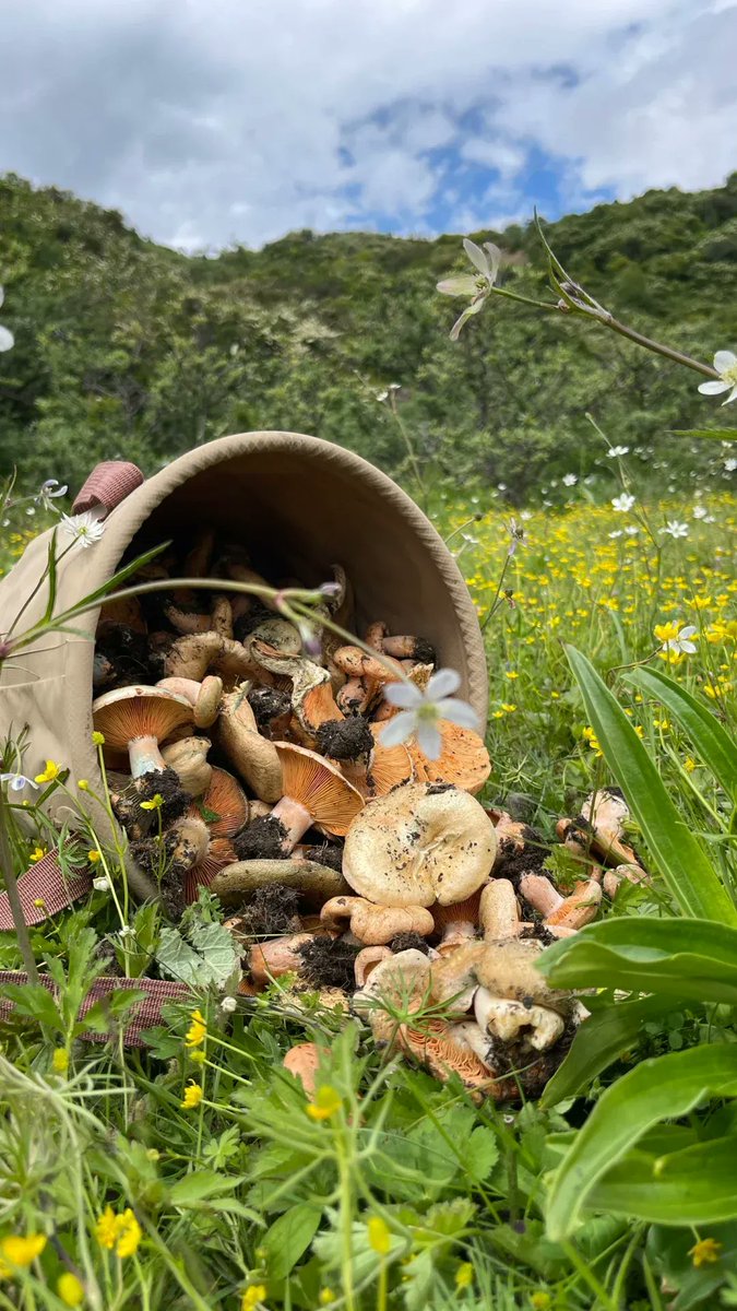 Edro777's tweet photo. Tried 3 organic mushroom brands!   - Brand A: Juicy, earthy (top pick for stir-fries)  - Brand B: Slightly dry, mild flavor (good for salads)  - Brand C: Soft texture, fresh scent (great for soups)  Pro tip: Pick gills that are tightly closed for best taste! https://t.co/cGL4fhFmNA