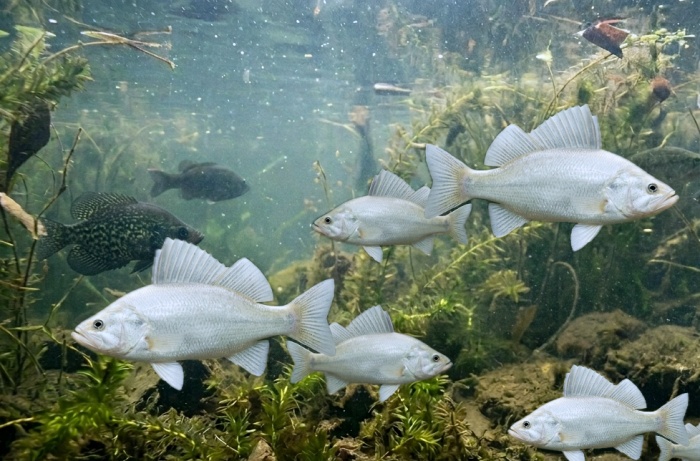 虚構新聞速報／編集部便り tweet media