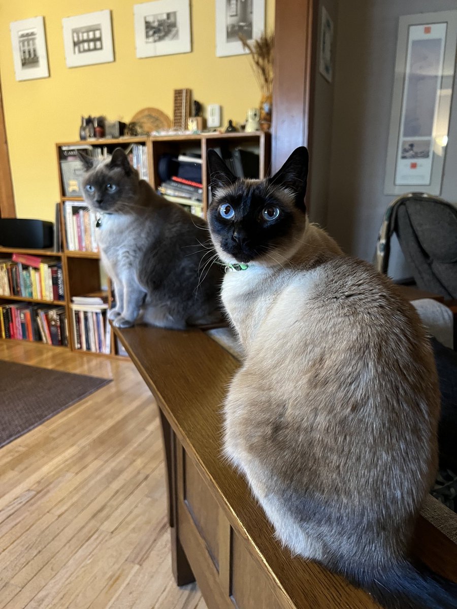 Toby Shaw tweet media