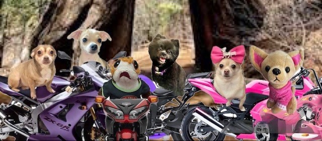 Gracie Ann/Princess Gracie the Gracious, 31st PODT tweet media