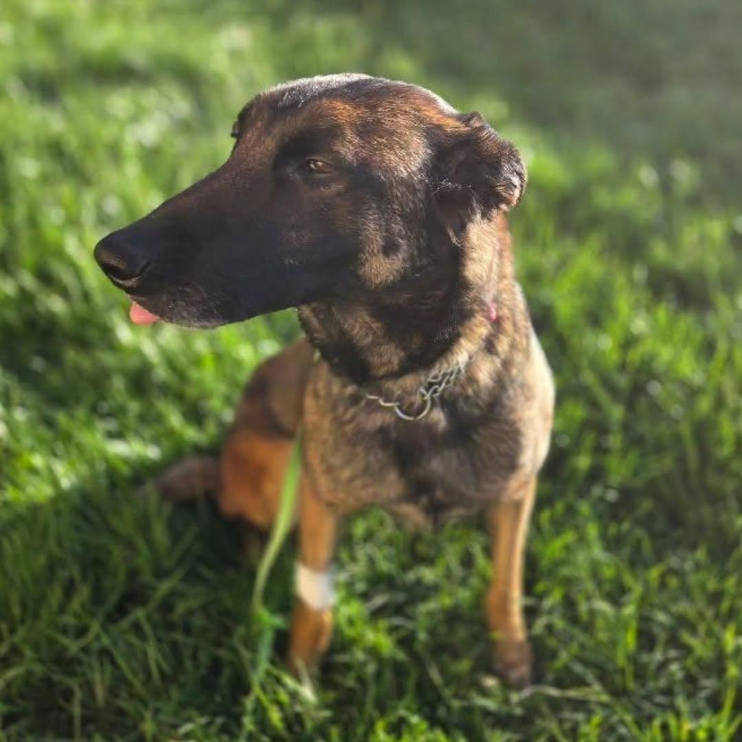 Foster a shelterpet at ZERO COST🐾 tweet media