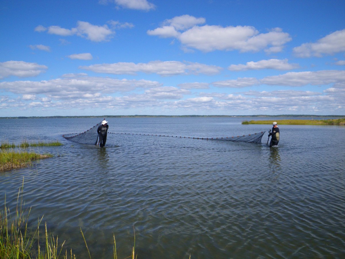 Maryland DNR tweet media