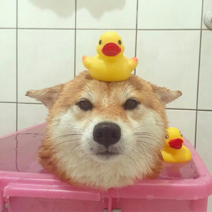 zale🫧🦈 tweet media