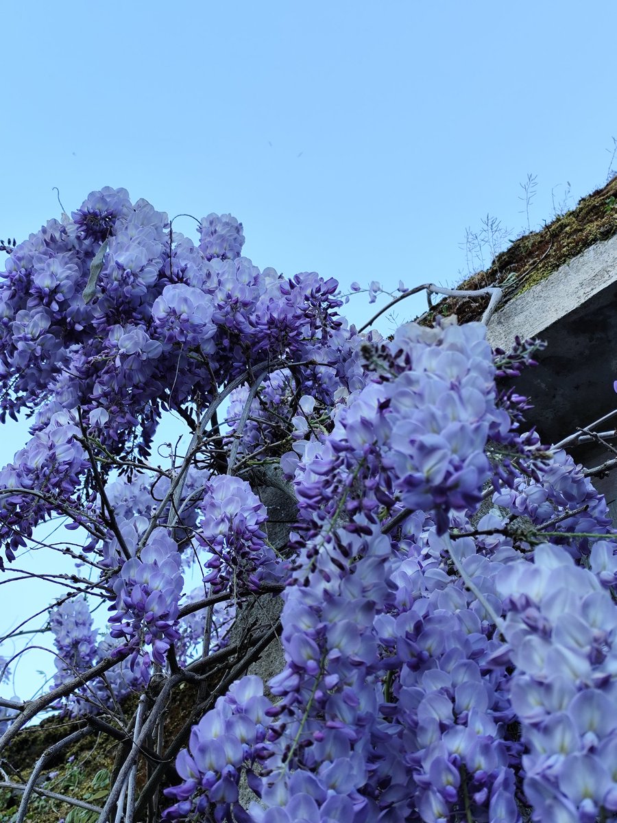 lan lan hue tweet media