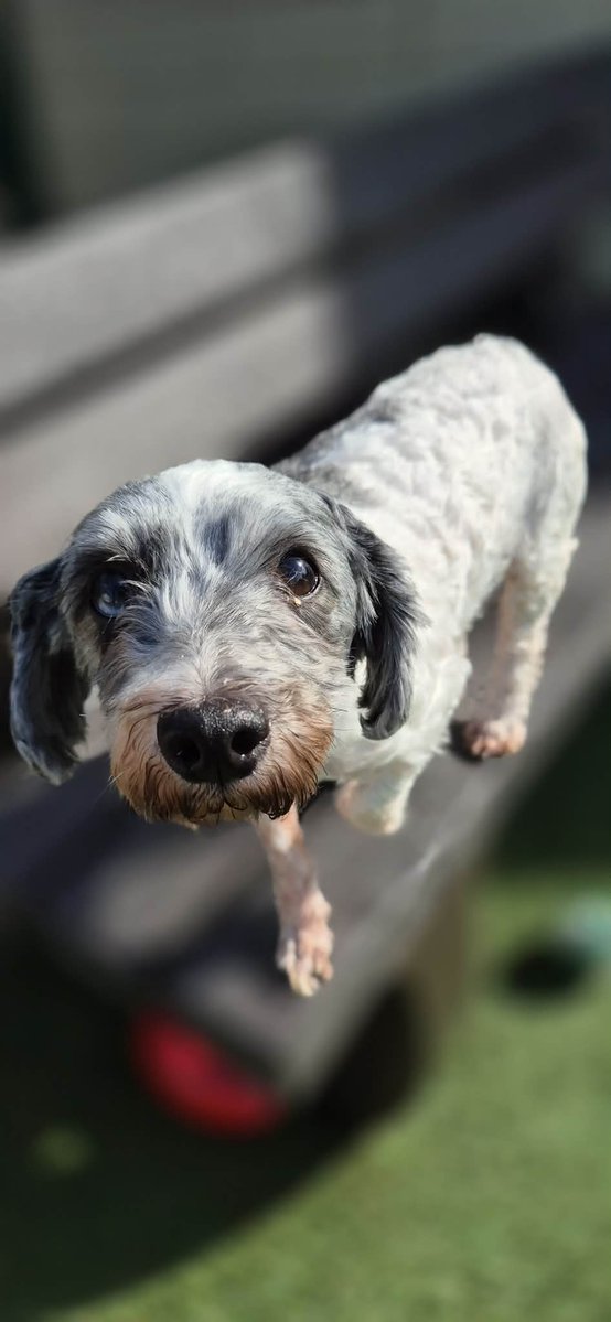 Animal Adoptions UK 🐕‍🦺🐈🐎❤️ tweet media