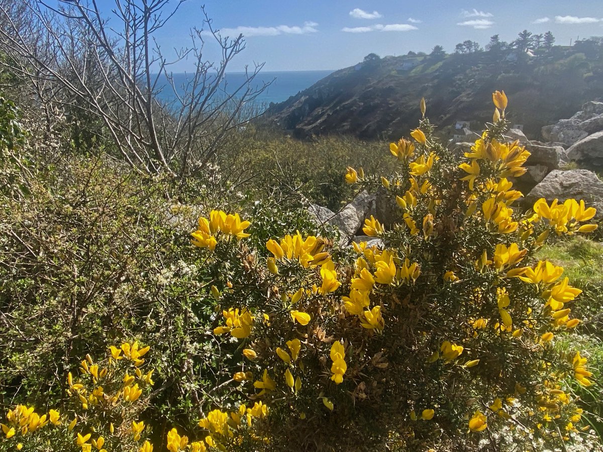 bakrim2000's tweet image. 1/2  in the late afternoon &amp;amp; spring  light!
#walking #cornwall