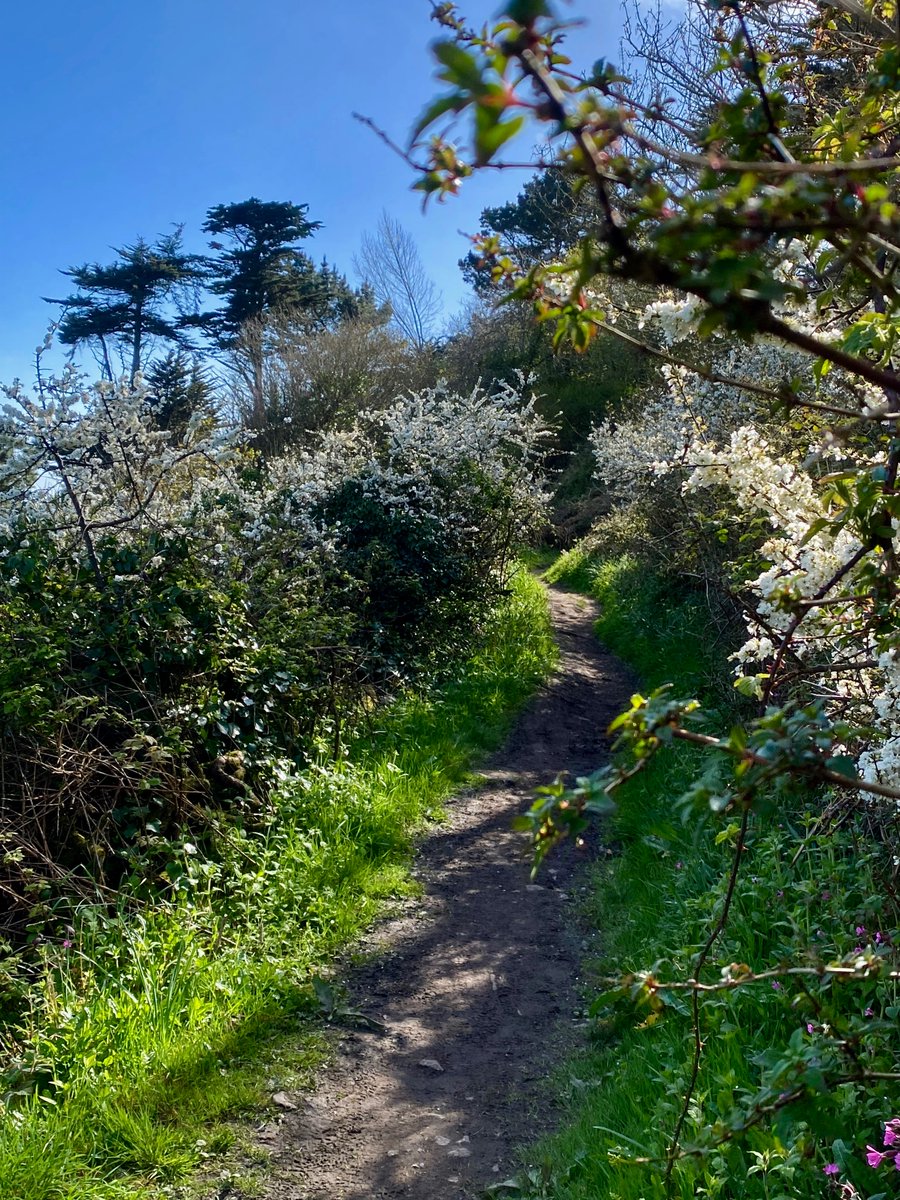 bakrim2000's tweet image. 1/2  in the late afternoon &amp;amp; spring  light!
#walking #cornwall