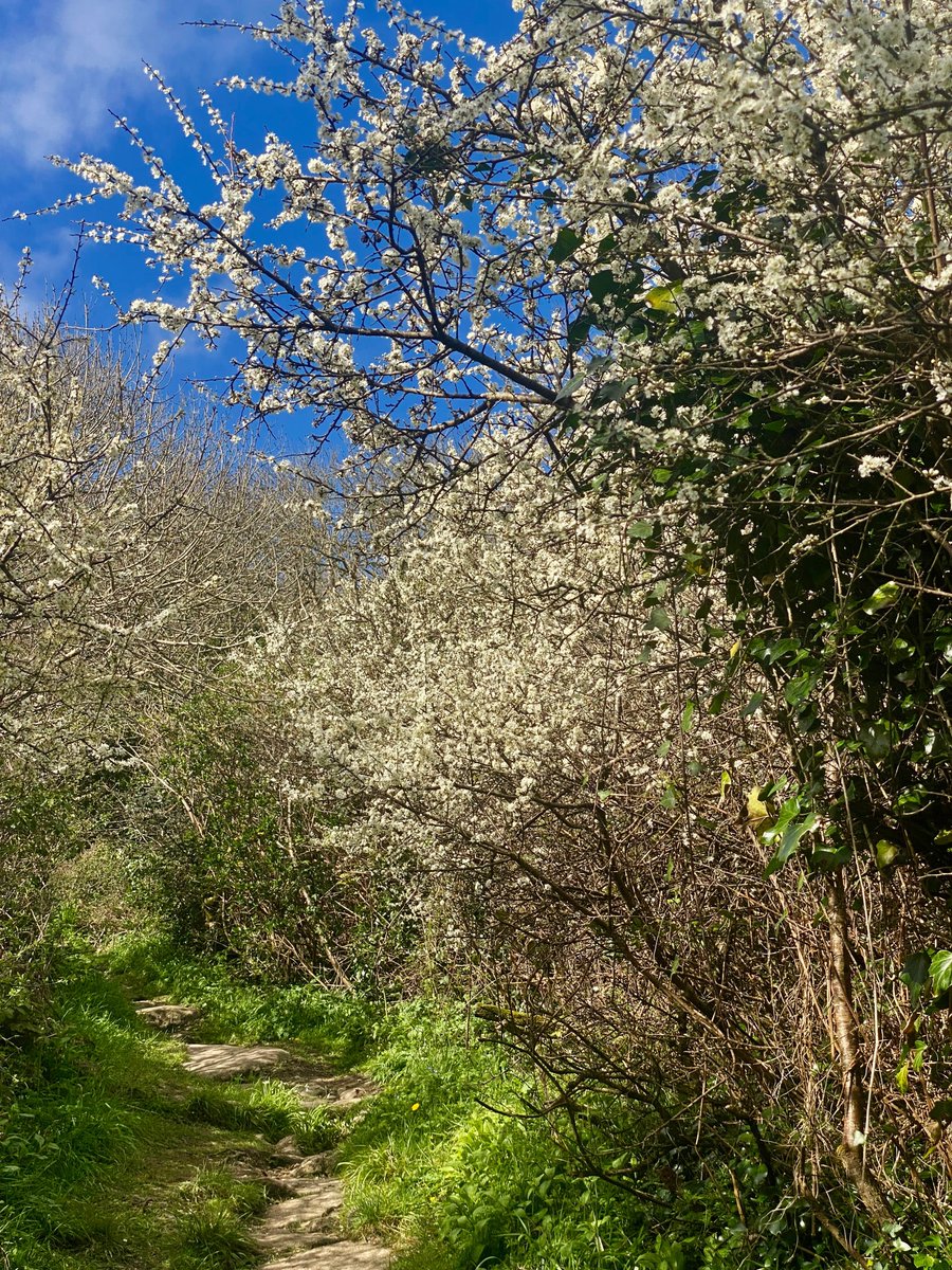 bakrim2000's tweet image. 1/2  in the late afternoon &amp;amp; spring  light!
#walking #cornwall