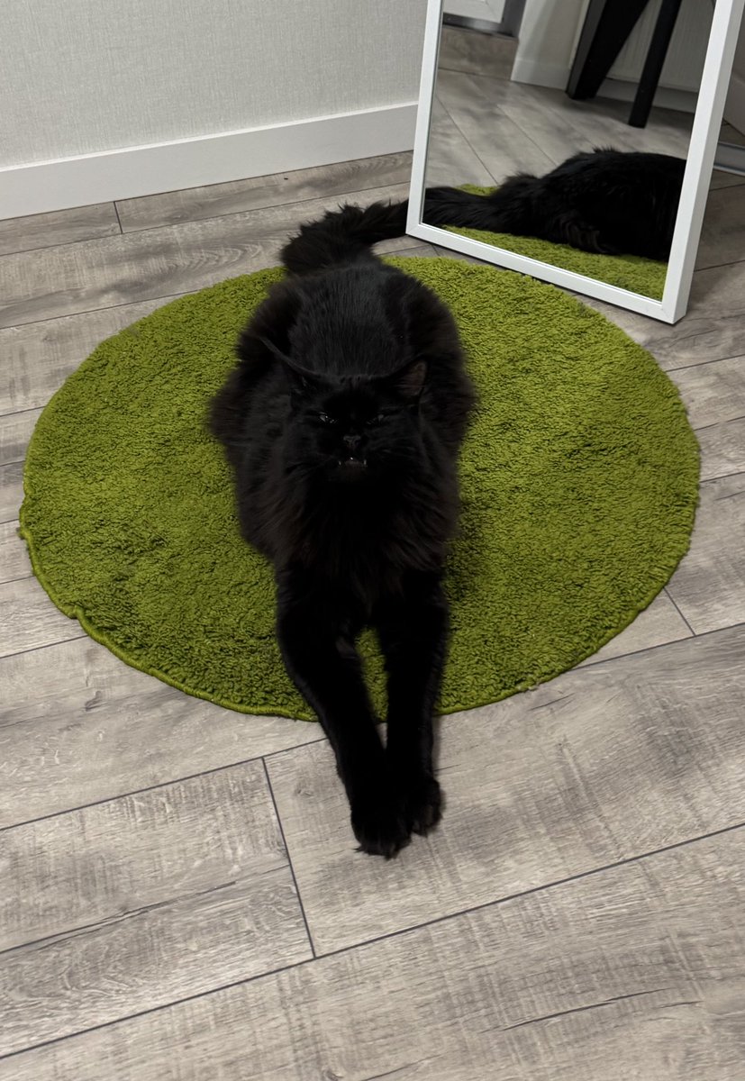 Давно не показувала тут пана Алістера

Кажуть, пети схожі на своїх власників. Вважаю, що ми із ним один в один