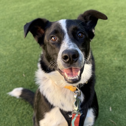 San Francisco SPCA tweet media