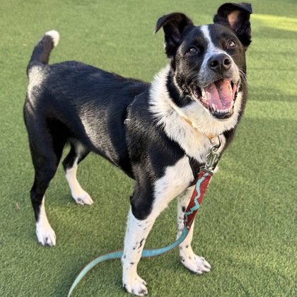 San Francisco SPCA tweet media