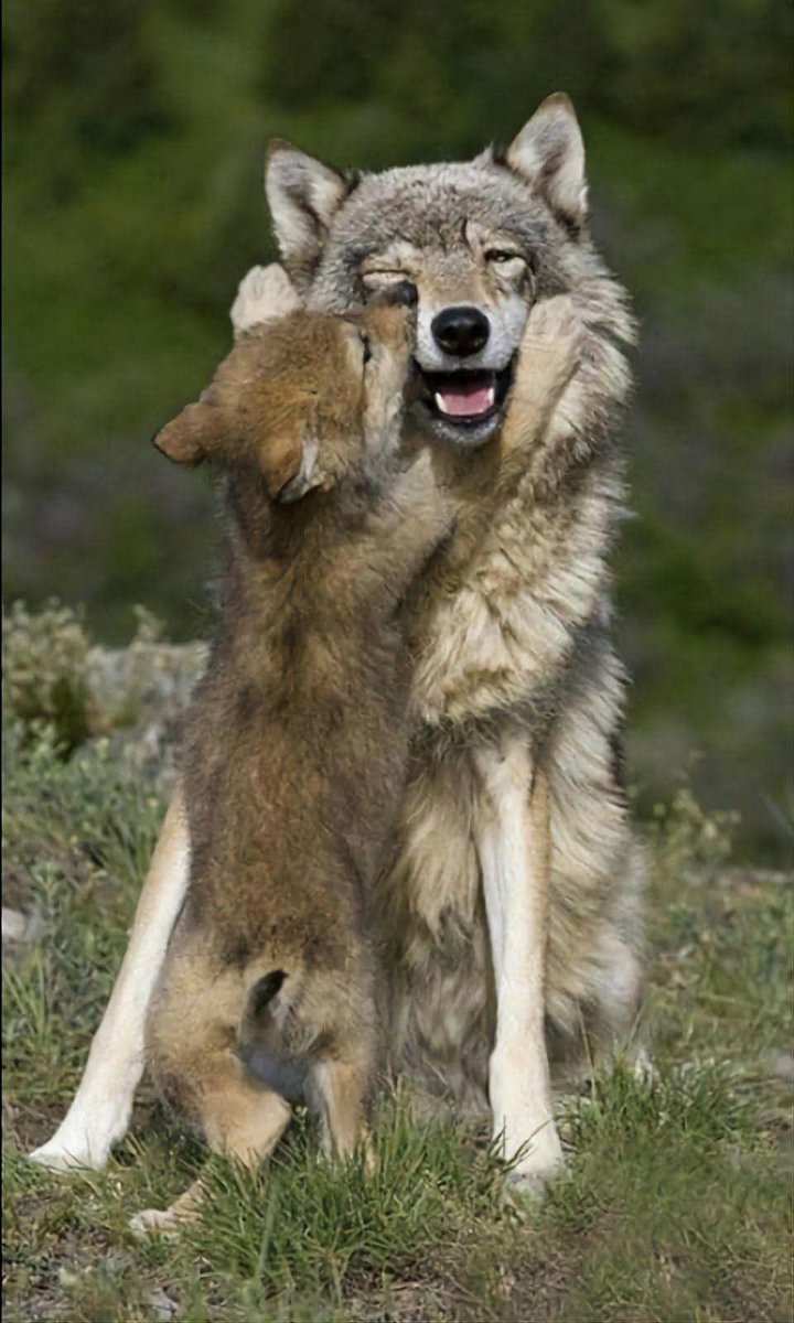 wolf_lovers tweet media