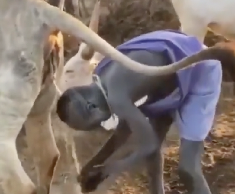 Black Hebrew Israelite tweet media