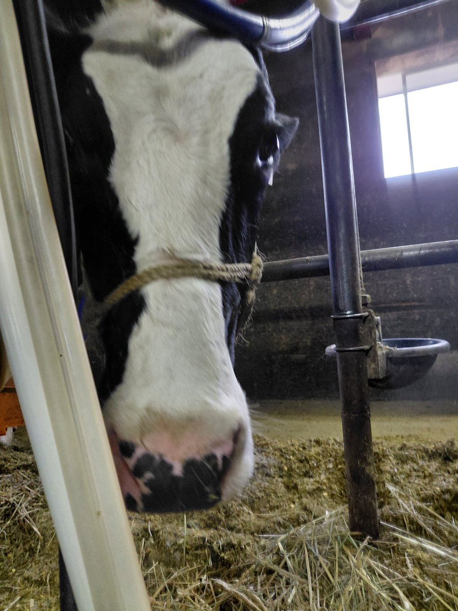隣の拭いてたら後ろ気配したんだけどほっといたらぶちぶちぶちーって髪の毛ひっこぬかれた！！今反芻してる！！こやつっ！！！！可愛いんだよ！！！！セルロースしか分解できないくせにっ！！！！
タンパク質とりたかったんか？！
