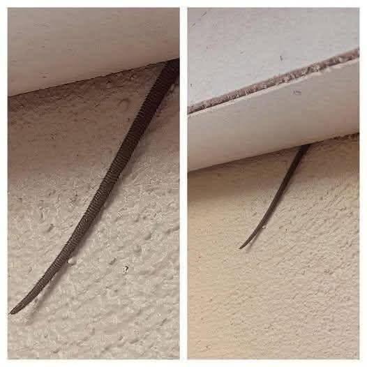 Ron wright tweet media