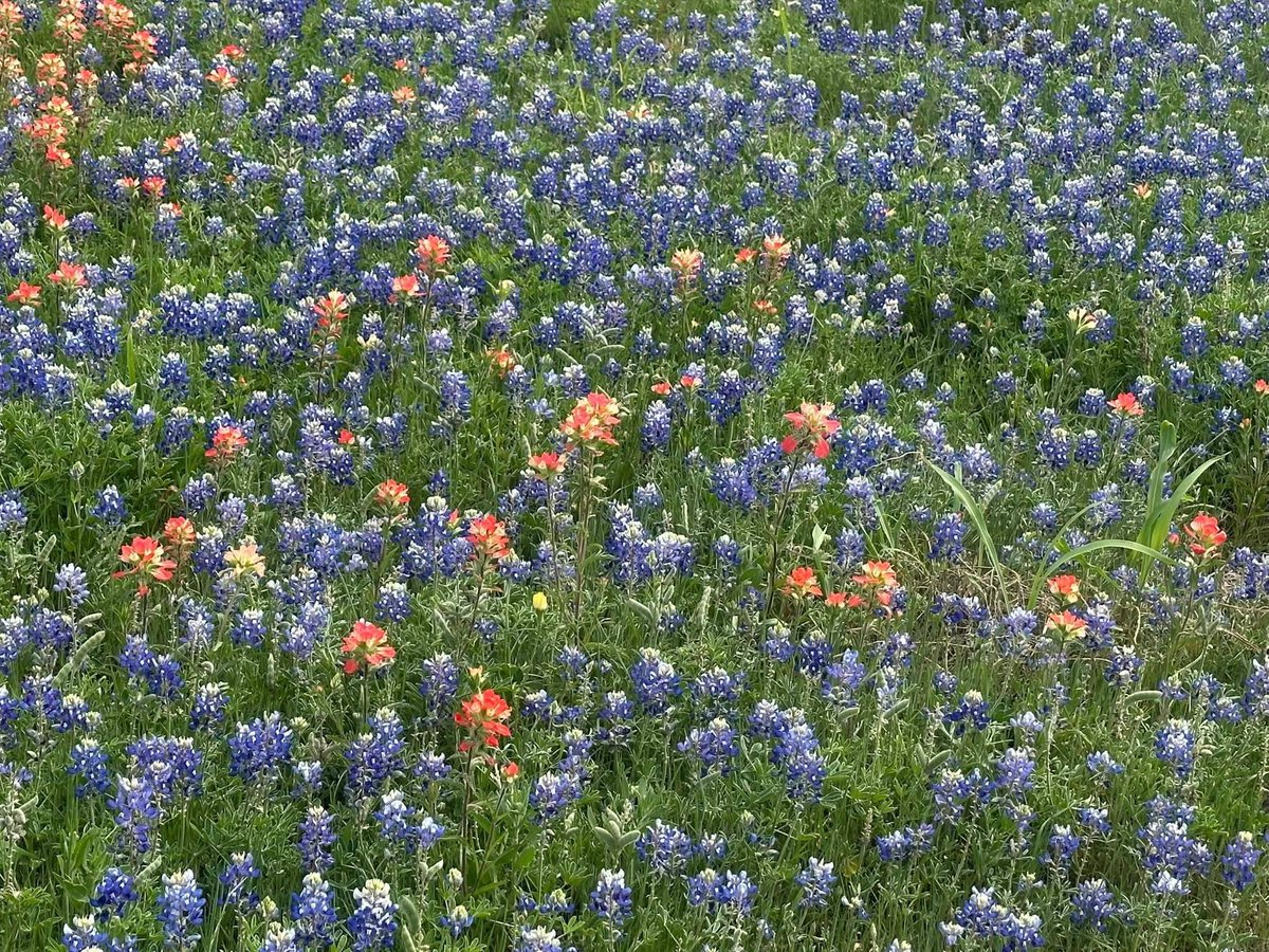 FactsAboutTexas's tweet photo. Indian paintbrush &amp; blue bonnets
Located in Brenham along 290 https://t.co/HDarthYAiH