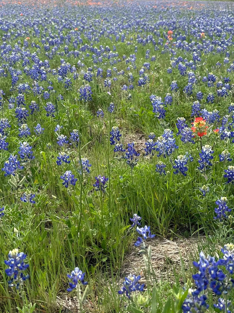 FactsAboutTexas's tweet photo. Indian paintbrush &amp; blue bonnets
Located in Brenham along 290 https://t.co/HDarthYAiH