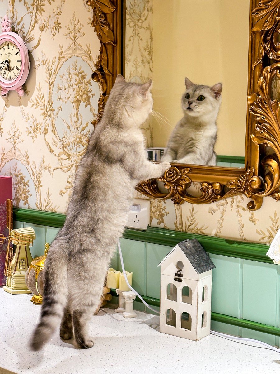 Alison Cox tweet media