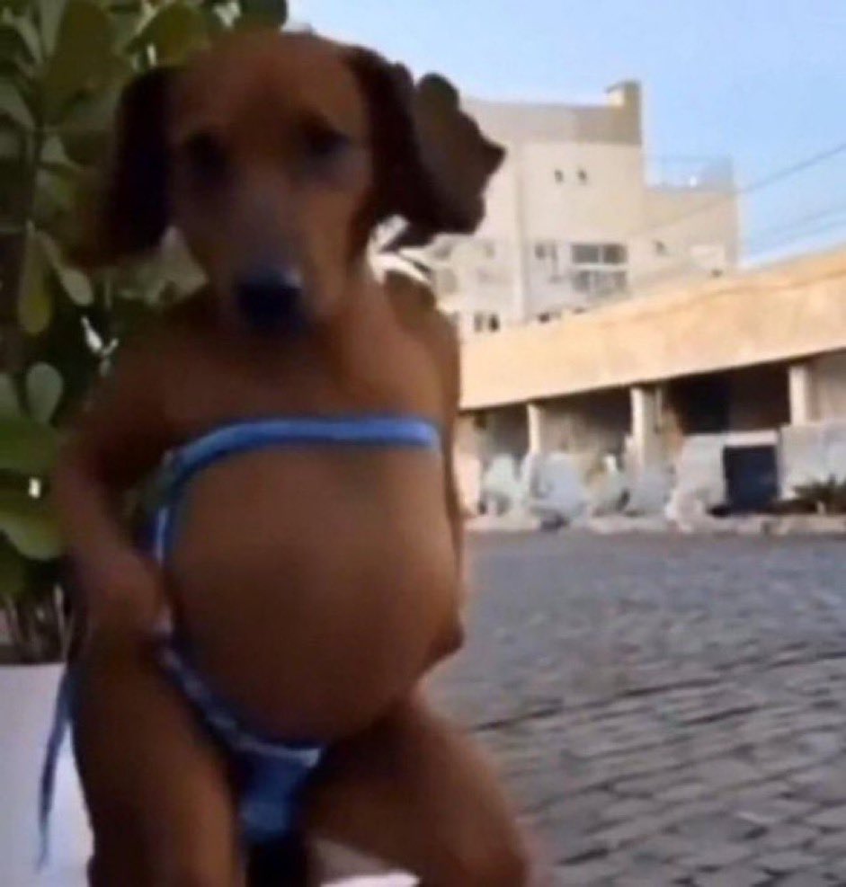 Sonia buceta tweet media