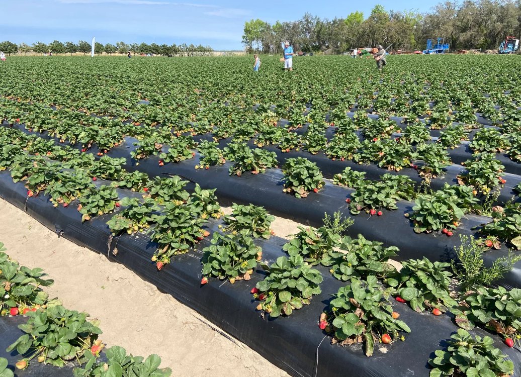 Ana Cvetkovic tweet media