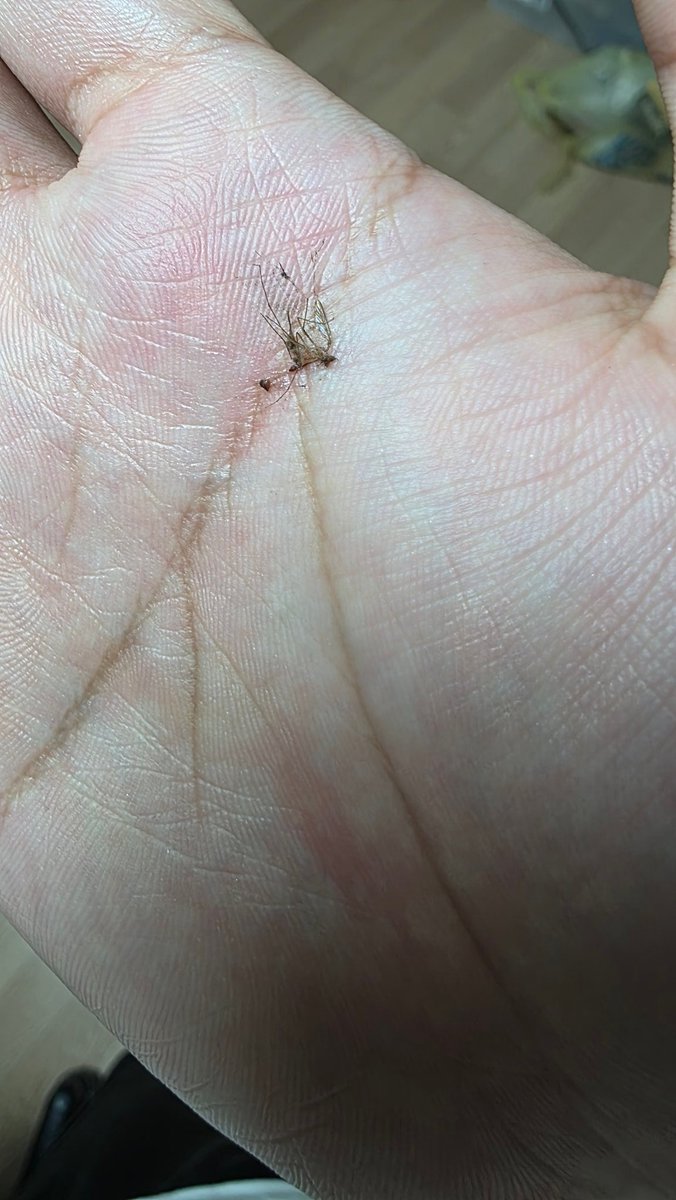 페오도르(フェオドール) tweet media