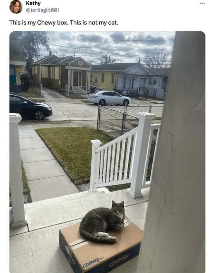 Cat FurNature tweet media