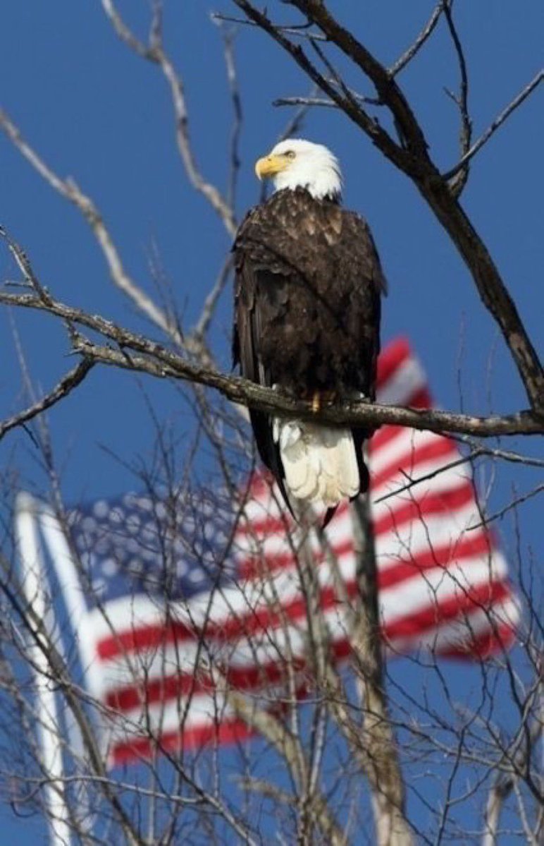 USA🇺🇸 tweet media