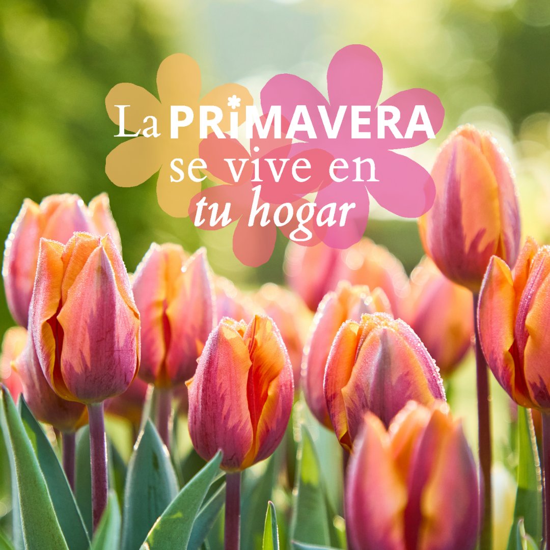 Verdecora tweet media