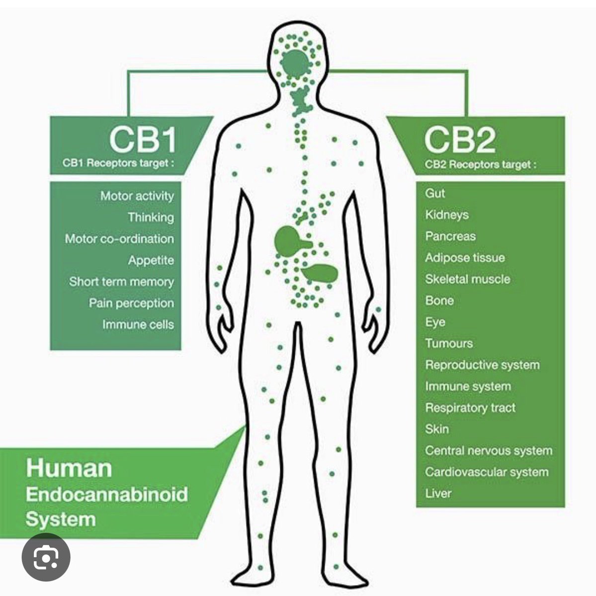 Anthony Fowler tweet media