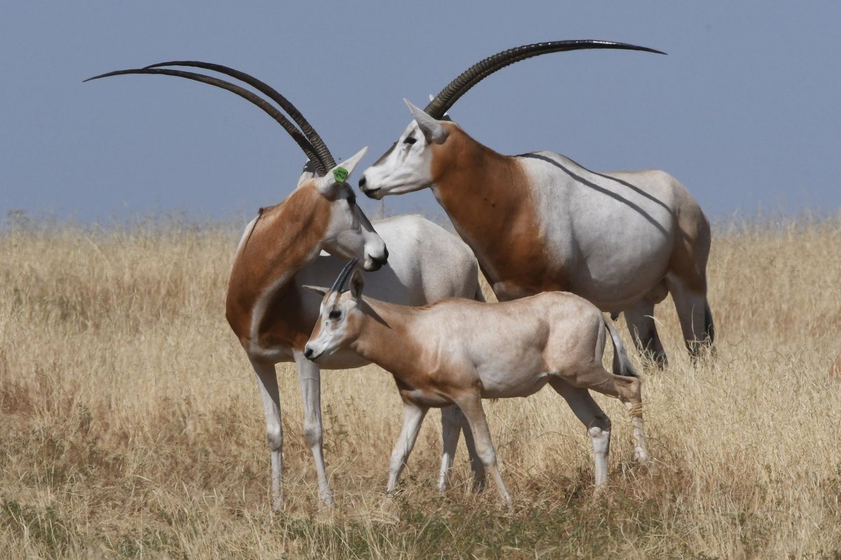 New Lines Magazine tweet media